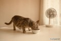为什么不能只给猫喂猫粮？提供含水量丰富食物的3个好处