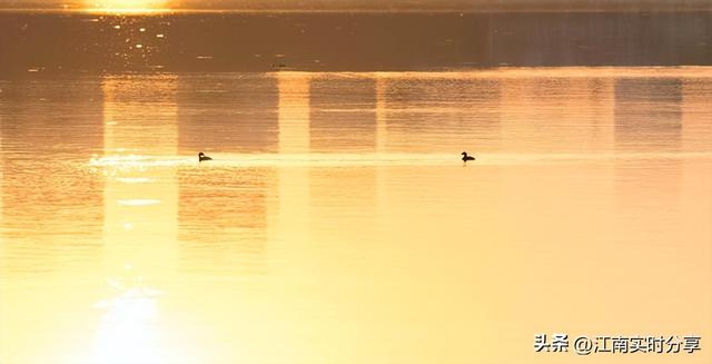这里的湖畔日出，除了日出与朝霞，还有你想象不到的出巢鹭鸟