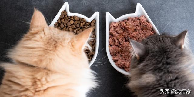 为什么不能只给猫喂猫粮？提供含水量丰富食物的3个好处